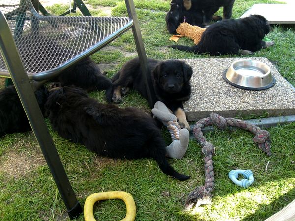 wieder zurück im Welpengarten